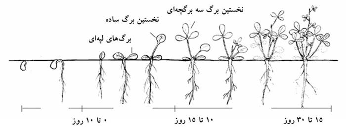 مراحل رشد یونجه